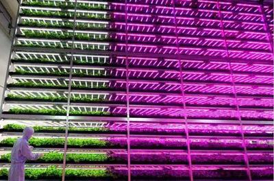 植物工廠 從中日荷實踐窺見未來農(nóng)業(yè)的綠色革命