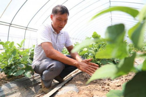 綠葉菜賣每斤25元，客戶源源不斷增加 上海這個蔬菜種植基地有何魔力？