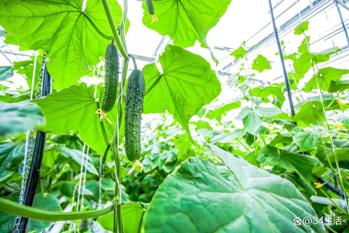 8月蔬菜種植小貼士 哪些不能連作，哪些不能相鄰種？