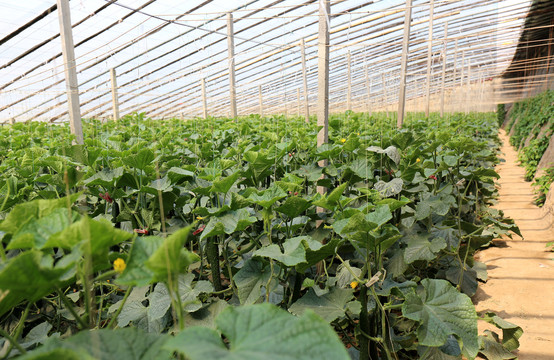 黃瓜溫室大棚高產種植技術指南