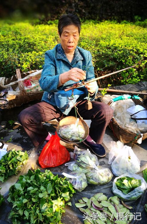 野生蔬菜 餐桌上的天然藥膳與健康密碼