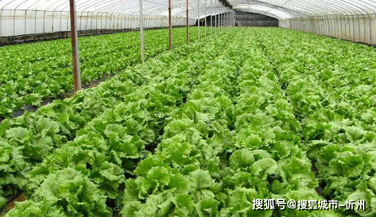 山西產業扶貧產品展播 陽高無公害蔬菜，綠色引擎驅動鄉村振興